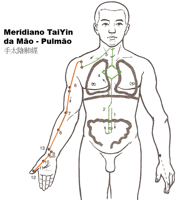 Representação do trajeto do meridiano do Pulmão no nosso corpo