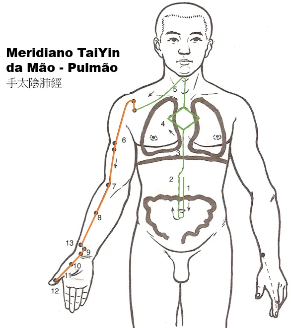 Representação do trajeto do meridiano do Pulmão no nosso corpo